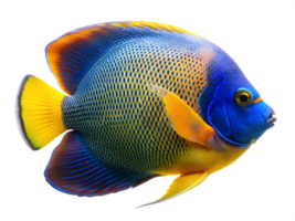Blueface Angelfish swimming, isolated on a transparent background png