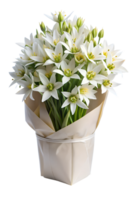 a bouquet of Star of Bethlehem flower in a white package isolated on transparent background png