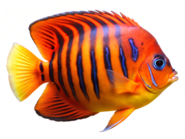 Flame Angelfish swiming isolated on a transparent background png