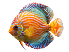 Discus fish swiming isolated on a transparent background png