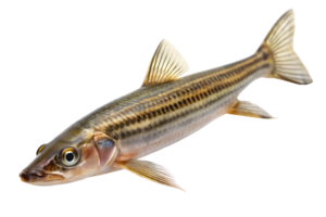 Leporellus vittatus isolated on a transparent background png