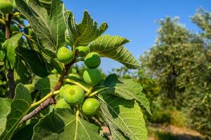 Ripe green figs hanging from a fig tree branch in sunlight with copy space image photo