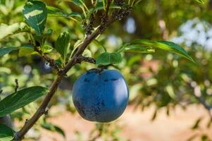 Plums. Ripened fruit on the branch of the tree. photo