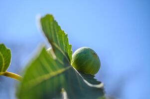 group of green figs ripening on the branches of their tree. selective focus. background. copy space photo
