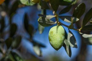 Detail of the branch of an olive tree with green olives, Mediterranean plantations photo