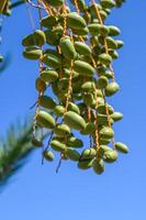 close up of fresh light green bunches of dates hanging on a date palm tree photo