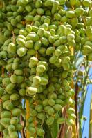 Close up of bunch of green dates on the palm tree. Date farming in the gulf. photo
