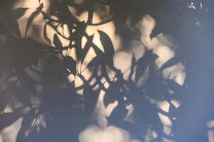 trees branch and leaf with shadow on a white concrete wall. Leaf pattern. Blurred background. photo