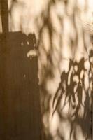 beautiful foliage of a tropical tree in the sunlight, shadow of the leaves on the table and a wall with space in the background photo