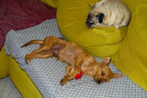 a small red eared dog and an pug lying on the sofa photo