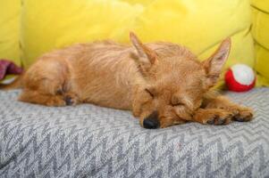 portrait of a small red eared dog sleeping on the sofa photo