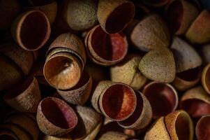 macro photography of eucalyptus seed pods abstract background , nature background 2 photo