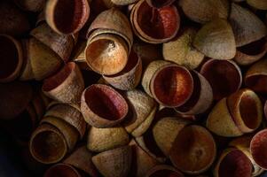 macro photography of eucalyptus seed pods abstract background , nature background 1 photo