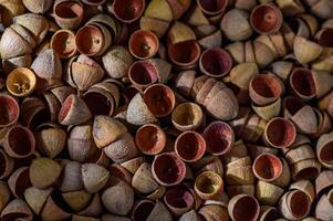 macro photography of eucalyptus seed pods abstract background , nature background photo