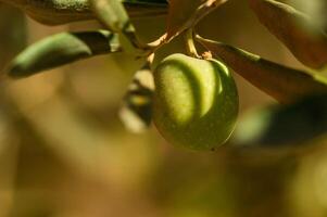 Ripe green olives hanging from branches of an olive tree as the sun sets, casting a warm glow on the scene photo