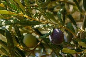 Branch of an olive tree in autumn with olives in ripeness. photo