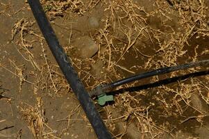 an automatic drip irrigation system for his garden. Fixing and connecting pipes using a fitting 1 photo