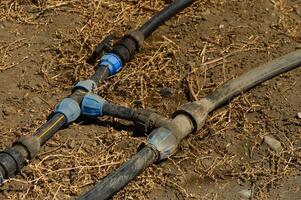an automatic drip irrigation system for his garden. Fixing and connecting pipes using a fitting photo