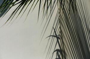 Tropical palm leaf shadows creating an abstract background for summer-themed mock-ups. photo