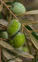 A close-up shot of a bunch of green olives on a tree branch photo