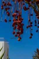 Ripe dates date frui ready to be collected photo