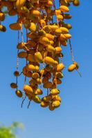 Date palm branches with ripe dates. Saudi arabian dates farm. photo