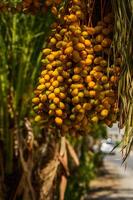 Ready to ripe dates hanging from the tree at a date Plantation photo