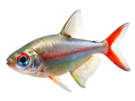 Redeye Tetra swimming, isolated on a transparent background png