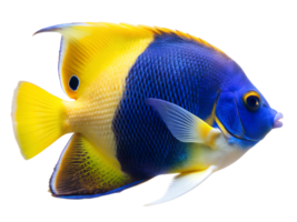 Bicolor Angelfish swiming isolated on a transparent background png