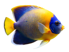 Masked Angelfish swiming isolated on a transparent background png