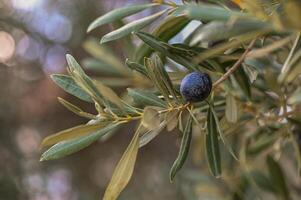 Branch of an olive tree in autumn with olives in ripeness.1 photo