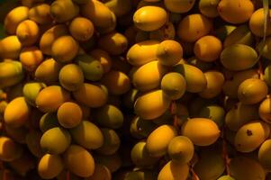 Bunch of yellow dates on date palm. photo