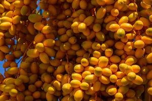 Bunch of dates on palm tree photo