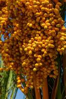 Clusters of red dates hanging amidst the green fronds of a date palm tree photo