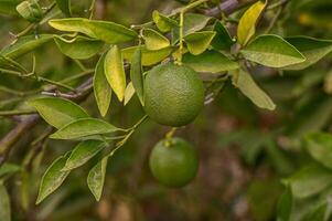 Green oranges on the tree in the garden. Close-up. photo