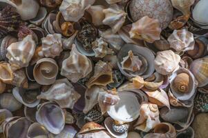 Mollusk shells. Seashell background. Ocean shells photo
