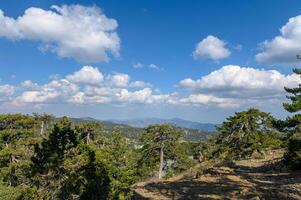 Summer landscape in rural Cyprus. View of the fields, forest and mountains through the branches of a coniferous tree photo