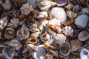 Seashell background. Texture of the shells. photo