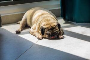 Close up face of Cute pug puppy dog sleeping by chin and tongue lay down on floor photo