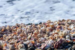 Rocks and shells lining the beach 1 photo