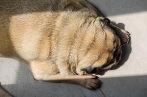 Close-up of the face and wrinkles of an older pug sleeping on the floor of a house. photo