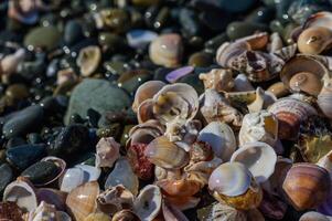 Shells and stones arrangement on the beach by the Mediterranean Sea 1 photo