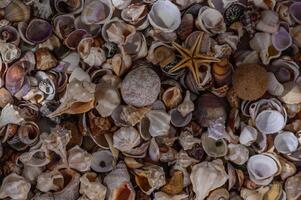 a variety of Mediterranean shells collected on the beach 3 photo