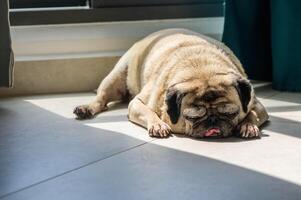 Close-up of the face and wrinkles of an older pug sleeping on the floor of a house. photo