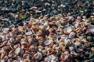 Close-up of seashells on wet sand at the water's edge 1 photo