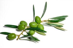 An olive branch featuring lush leaves, ripe fruit, and set against a white background with copy space image. photo