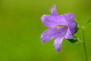 Campanula glomerata flower growing in the field, close up photo
