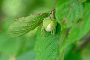 Unripe hazelnuts on a bush in the forest photo