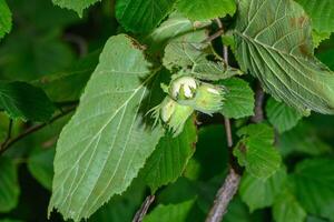 close up on bunch of unripe hazelnuts on a bush photo