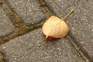 Lone autumn leaf on a path photo